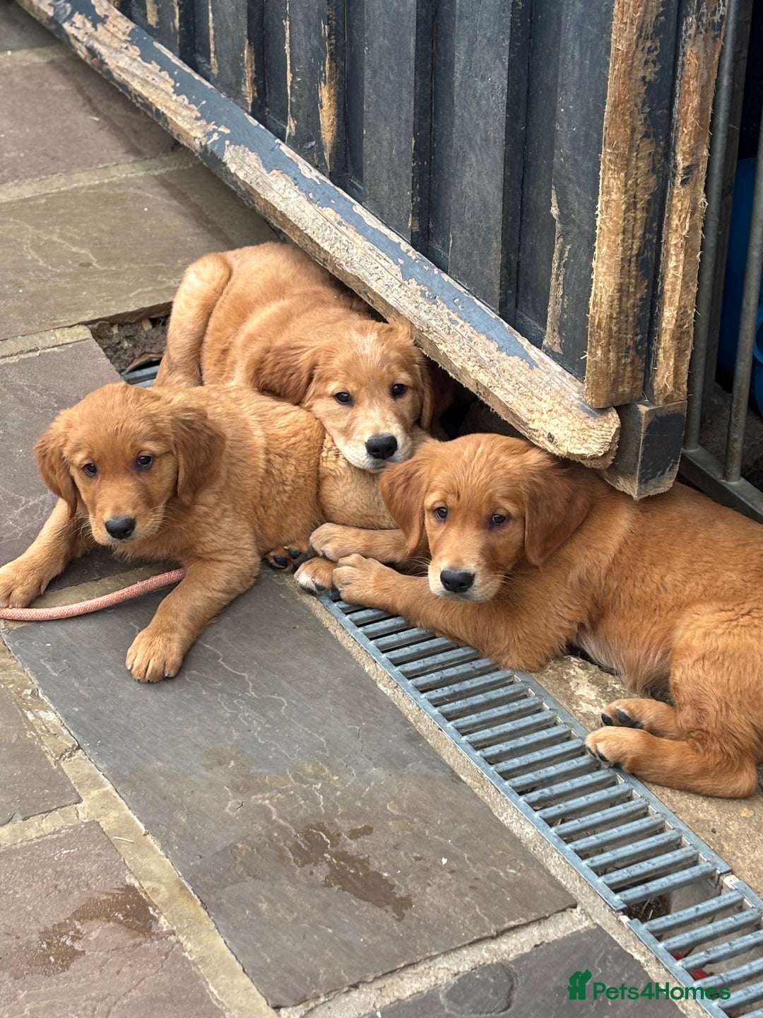 Golden Retriever dogs for sale: Working Golden Retriever - Image 6