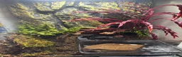 Frog reptiles for sale: Fire bellied frogs plus setup  in Leicester - Advert 3