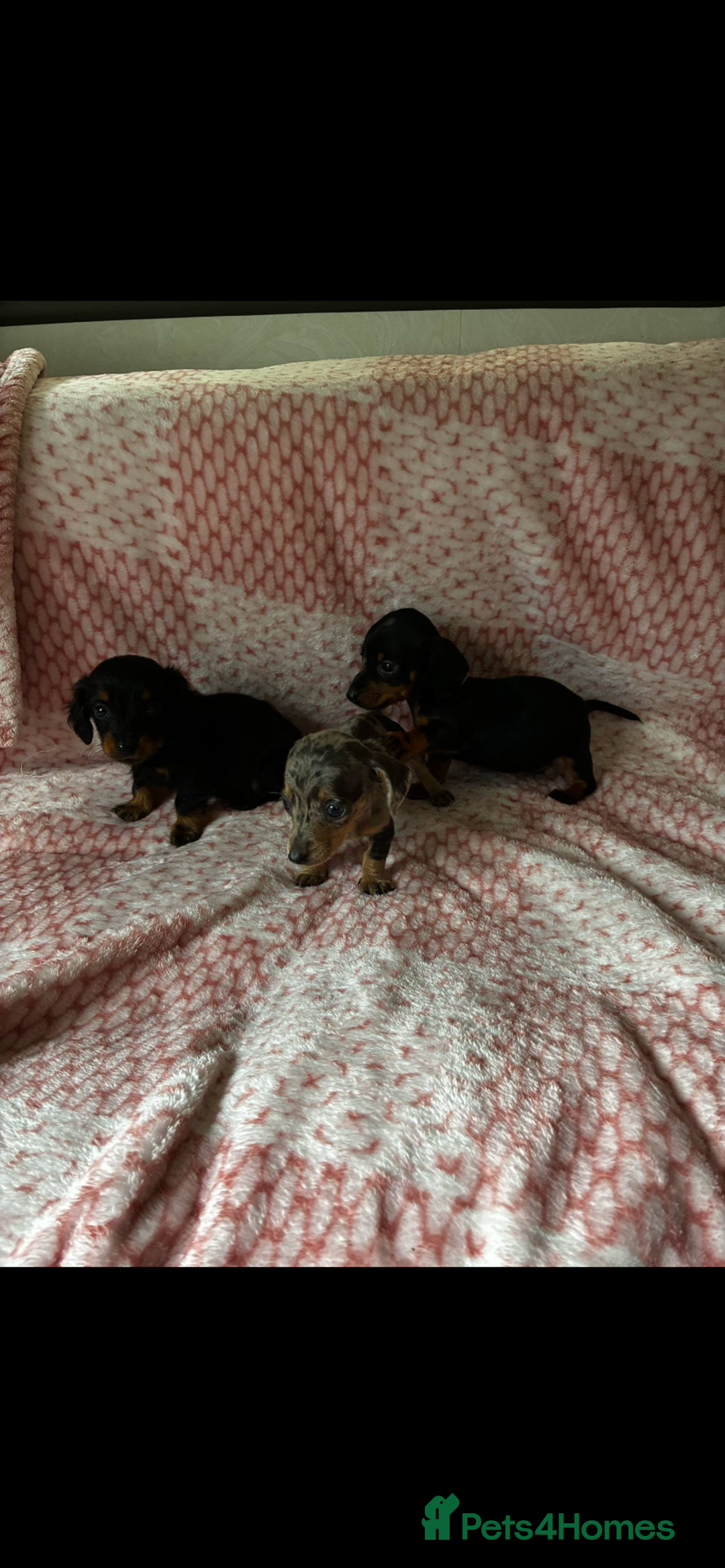 Miniature Dachshund dogs for sale: Miniature  - Image 3