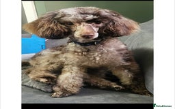 Cavapoochon dogs for sale: Rare Cavapoochons Home Raised PRA clear - Image 11