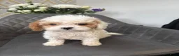 Cavapoo dogs for sale: Stunning Cavapoo boy  - Advert 6