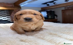 Golden Retriever dogs for sale: Outstanding Rich Red Golden Retrievers  - Image 5