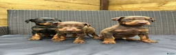 Dobermann dogs for sale: Beautiful family dobermans * 3 pups left * - Advert 11