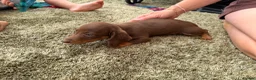 Miniature Dachshund dogs for sale: Miniature dachshund - Advert 8