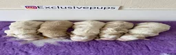 Cavapoo dogs for sale: 5⭐️ F1 miniature Cavapoos  in Pickering - Advert 4