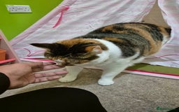 Mixed Breed cats for sale: Mimi  - Image 5