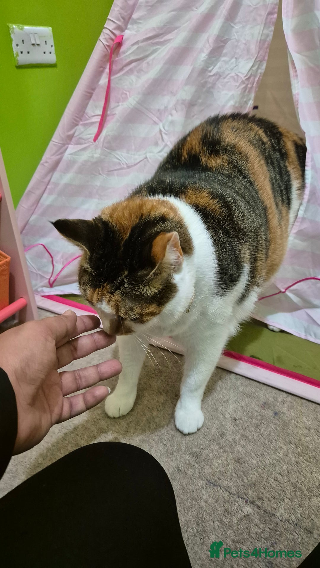 Mixed Breed cats for sale: Mimi  - Image 5