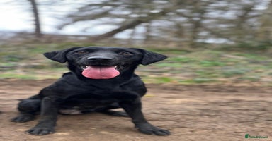 Labrador Retriever dogs - Advert 16