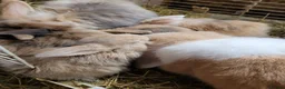 Lionhead rabbits for sale: Lop lionhead bunnies!  in Stockport - Advert 3