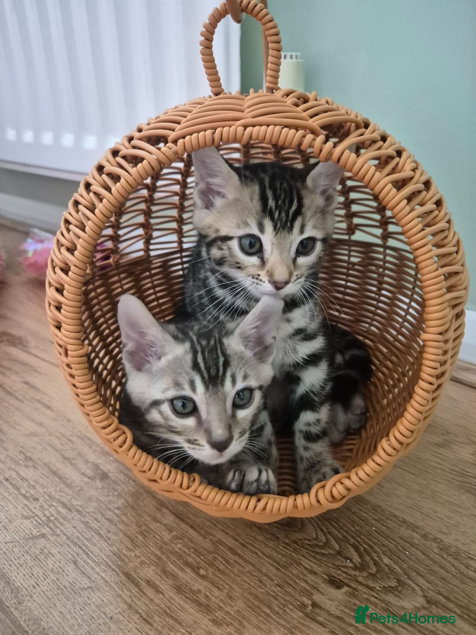 Bengal cats Champion Bloodline TICA Bengal Kittens - Advert 2