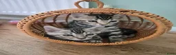 Bengal cats for sale: TICA Registered Bengal Kittens – Ready to Reserve - Advert 4