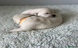 Golden Retriever dogs for sale: 1 Gorgeous Boy Available  - Image 13