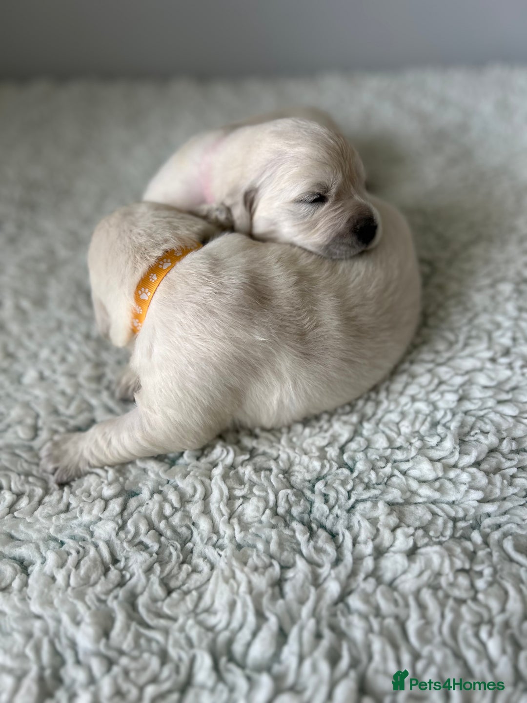 Golden Retriever dogs for sale: 1 Gorgeous Boy Available  - Image 13
