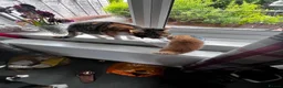 Mixed Breed cats for sale: 1rate ginger female 2 beautiful tabby boys - Advert 1