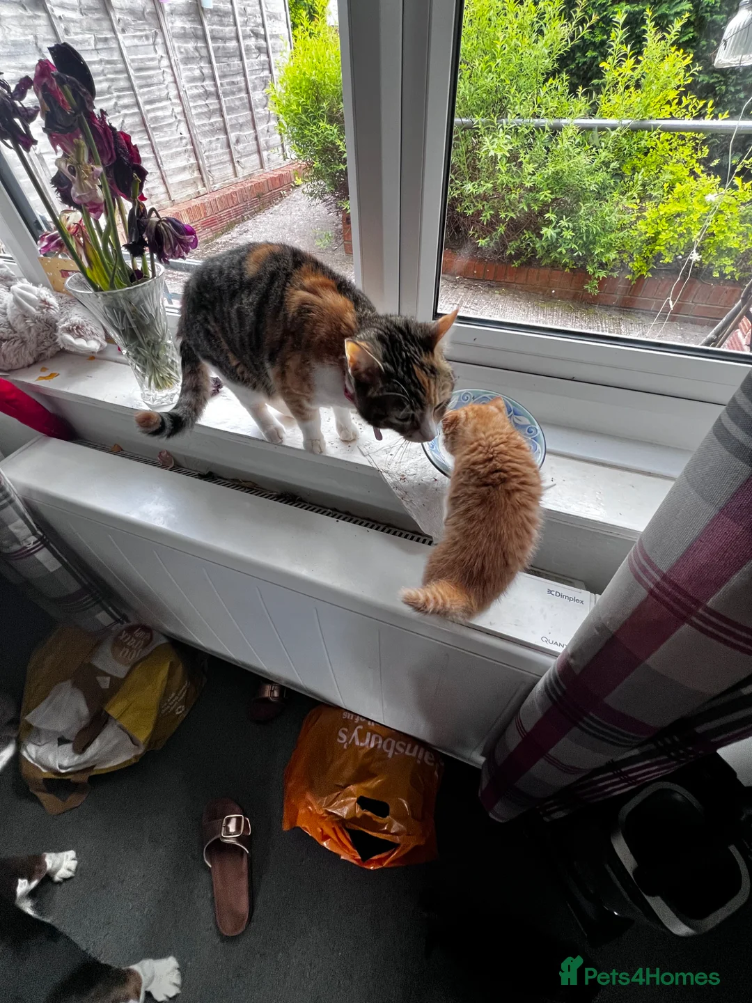 Mixed Breed cats for sale: 1rate ginger female 2 beautiful tabby boys - Advert 1