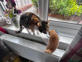 Mixed Breed cats 1rate ginger female 2 beautiful tabby boys - Advert 1
