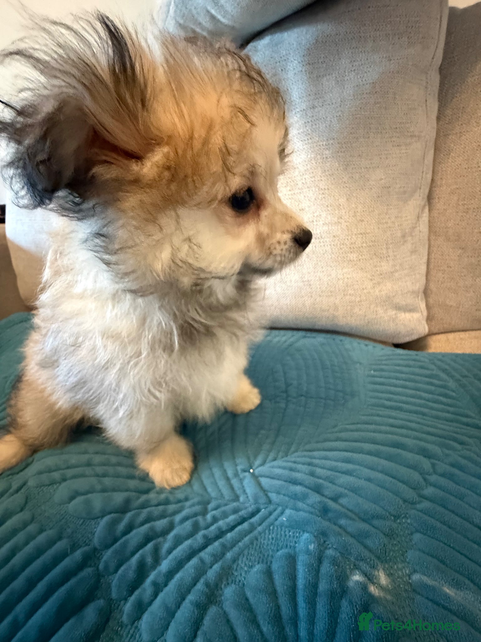 Mixed Breed dogs REDUCED Shihtzu x Pomeranian health checked  - Advert 2