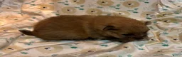 Pomeranian dogs for sale: Mini Pomeranian pups. Wee cherubs - Advert 10