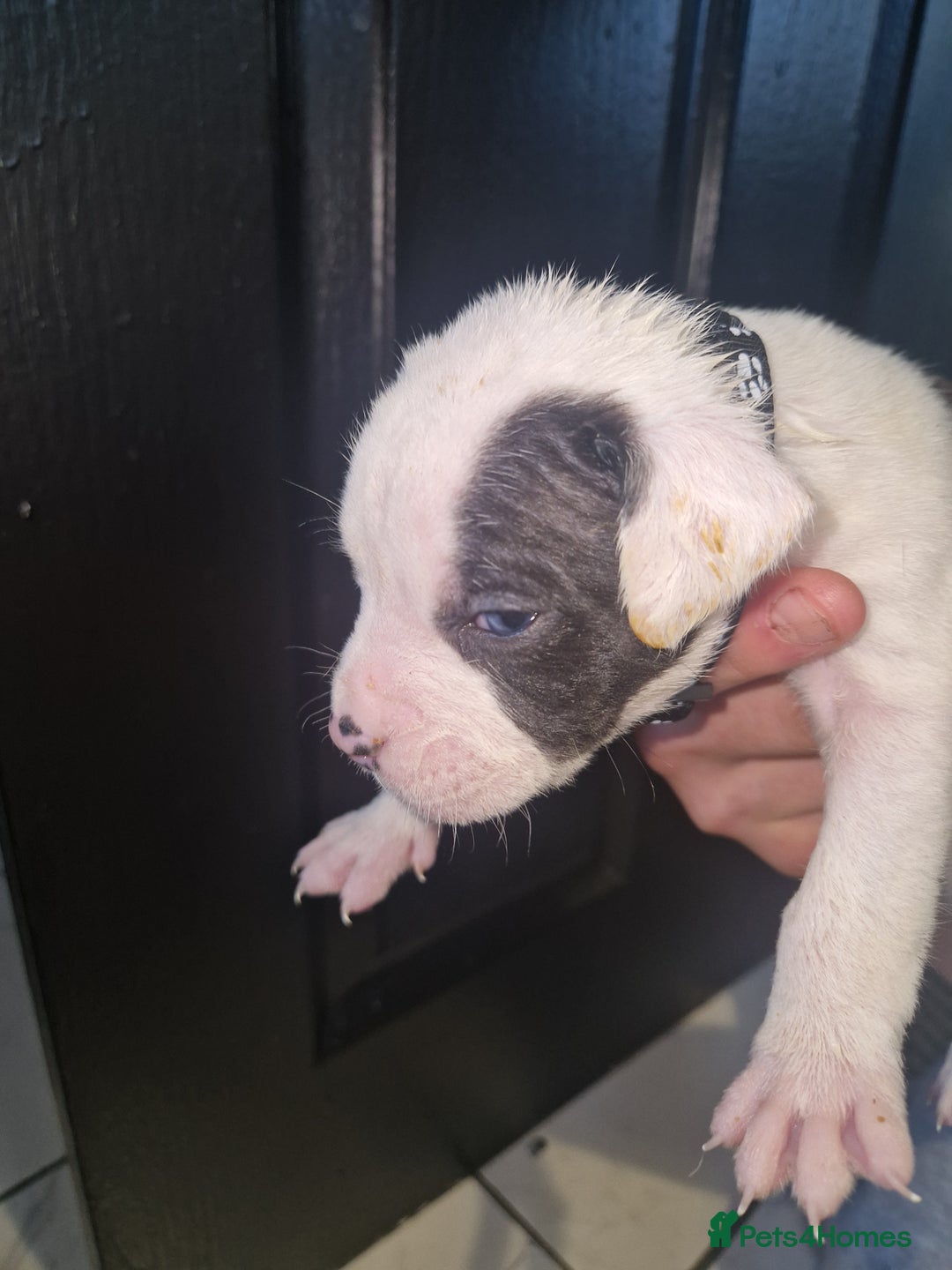 American Bulldog dogs for sale: American  bulldog  pups - Image 20