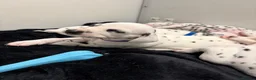 Dalmatian dogs for sale: Dalmatian puppies - Advert 16
