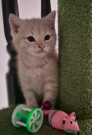 Persian cats - Advert 5