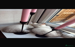 Bengal cats for sale: ✨British shorthair X Rosetted Snow Mink Bengal  - Image 7