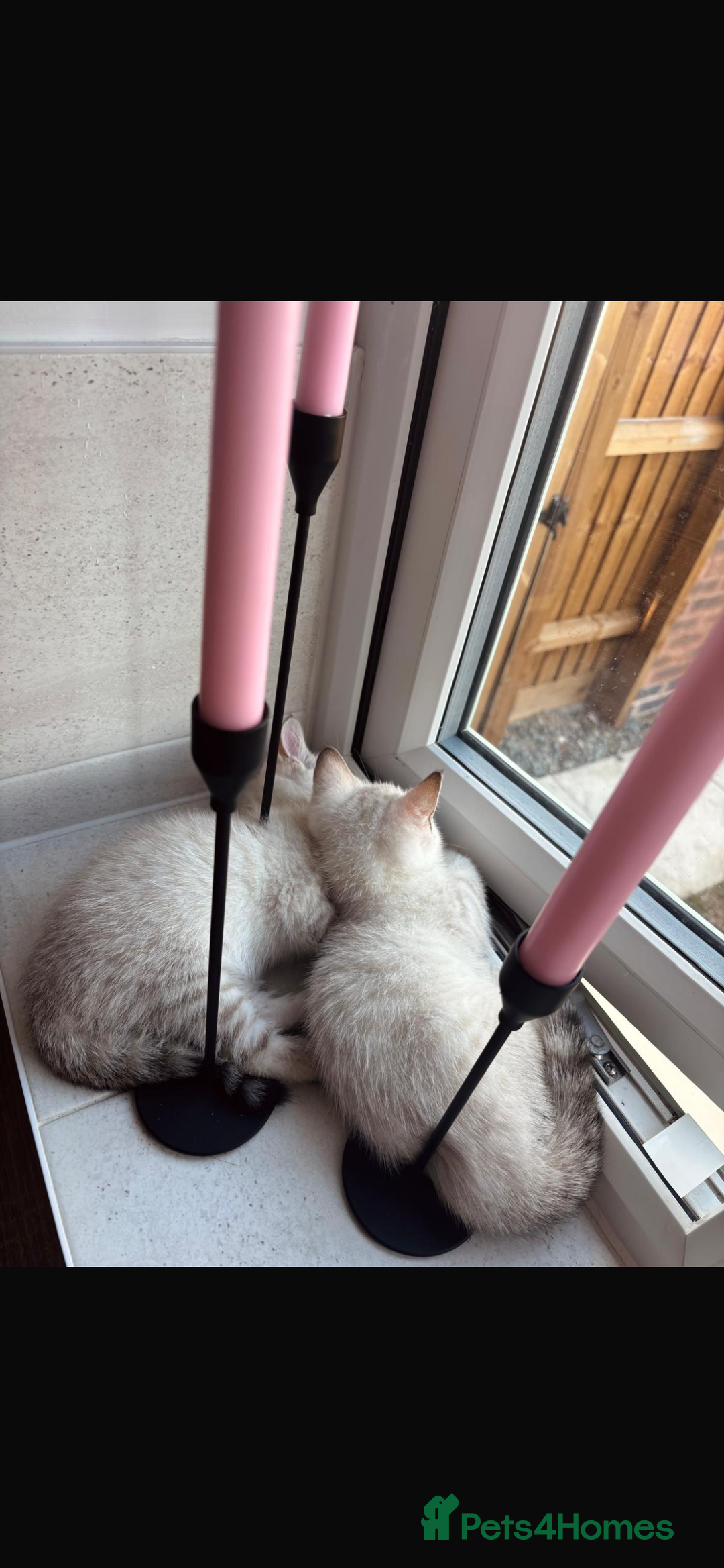 Bengal cats for sale: ✨British shorthair X Rosetted Snow Mink Bengal  - Image 7