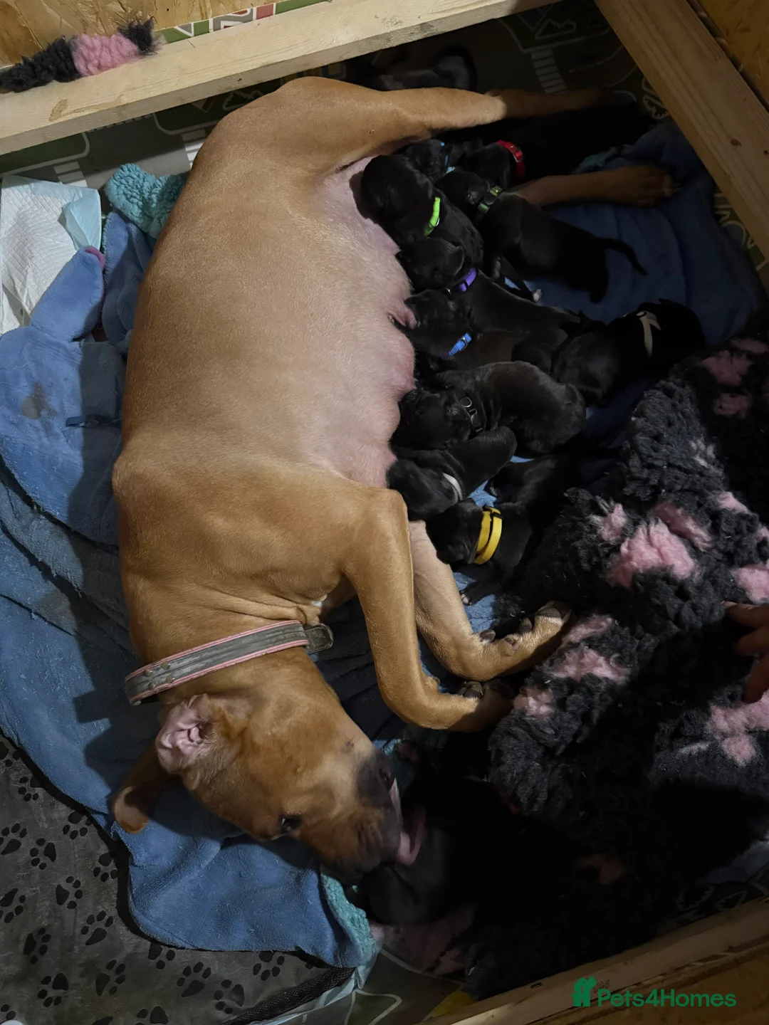 Mixed Breed dogs for sale: Cane corso cross puppies - Advert 14