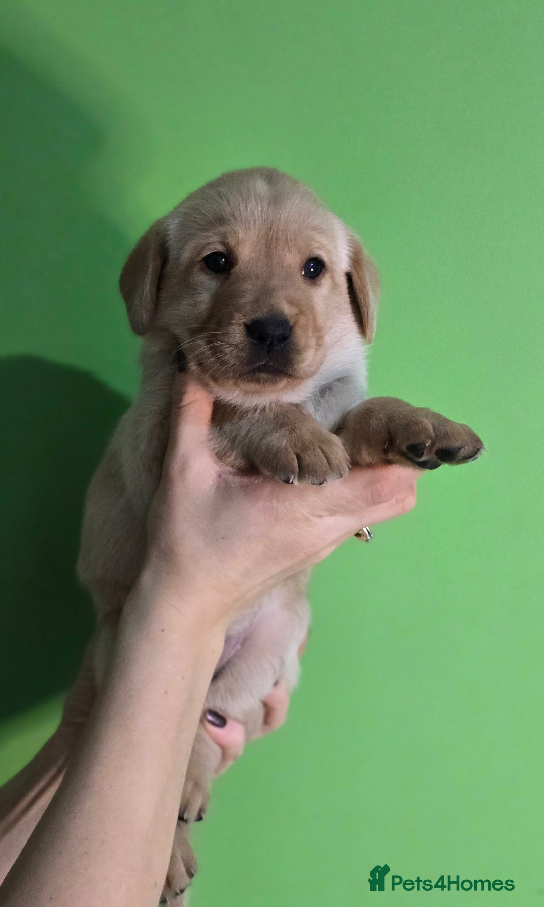 Labrador Retriever dogs for sale: Labrador puppies - Advert 4