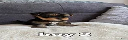 Yorkshire Terrier dogs for sale: Outstanding Pedigree Yorkshire Terrier Puppies ❤️ - Advert 8
