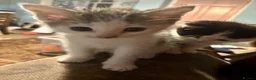Mixed Breed cats for sale: Beautiful Kittens  in Newnham - Advert 13