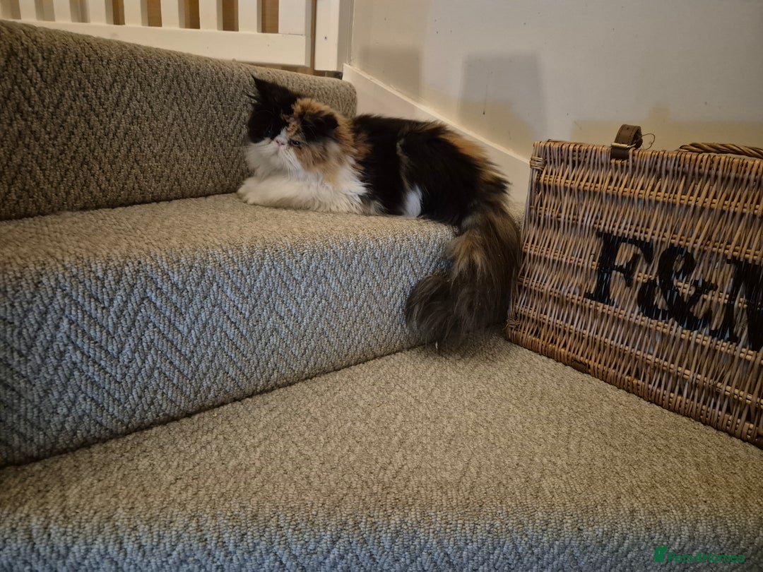 Persian cats for sale: Female Persian - Black Tortie & White - Advert 2