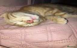 British Shorthair cats for sale: 2 kittens looking for forever home  - Image 6
