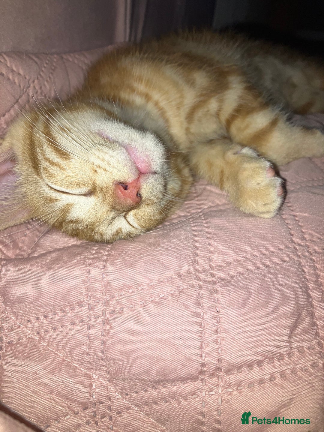British Shorthair cats for sale: 2 kittens looking for forever home  - Image 6