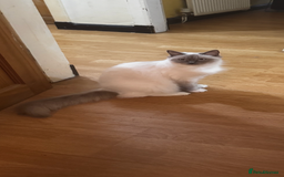 Ragdoll cats for sale: Adorable ragdoll kittens - Image 10