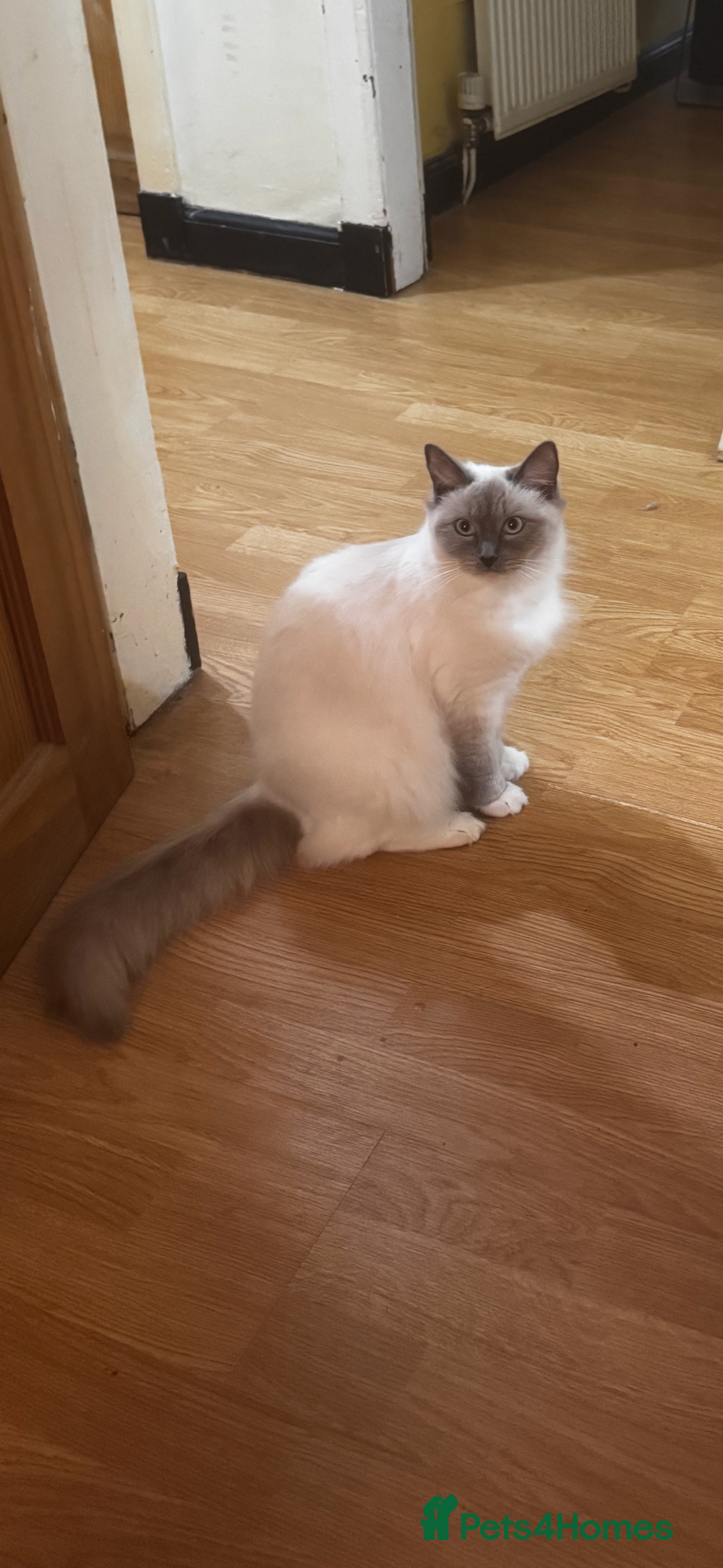 Ragdoll cats for sale: Adorable ragdoll kittens - Image 10