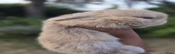 Mini Lop rabbits for sale: 3 Cute Baby Mini Lop Babies  - Advert 3