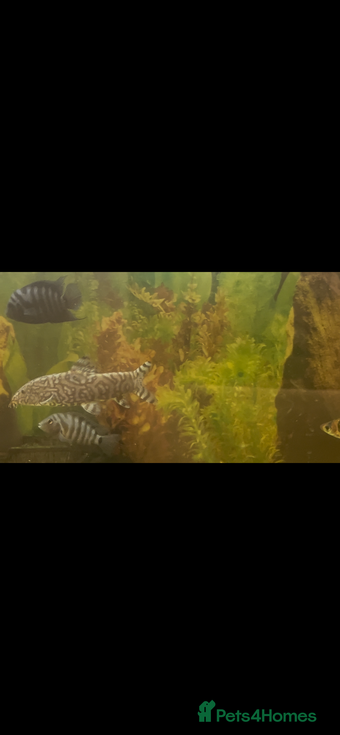 Live Bearers fish for sale: Mixed fish - Image 4