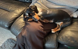 Miniature Dachshund dogs for sale: Miniature dachshund  - Advert 2