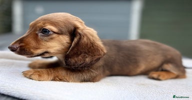 Dachshund dogs - Advert 3