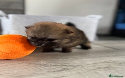 Pomeranian dogs for sale: KC registered Pomeranian puppies - Image 13