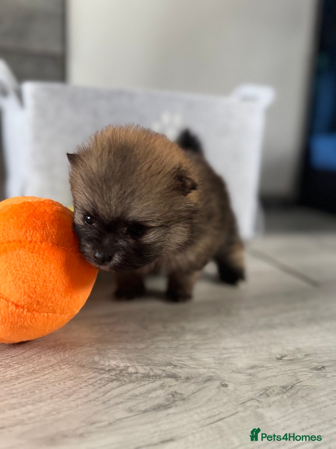 Pomeranian dogs for sale: KC registered Pomeranian puppies - Image 13