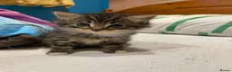 Mixed Breed cats for sale: Our Kittens Looking for Their Forever Loving Homes - Advert 1