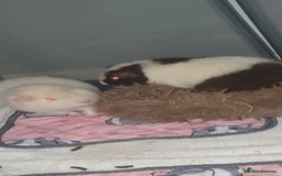 Guinea Pig rodents for sale: 2 friendly female teddy guinea pigs  - Image 3