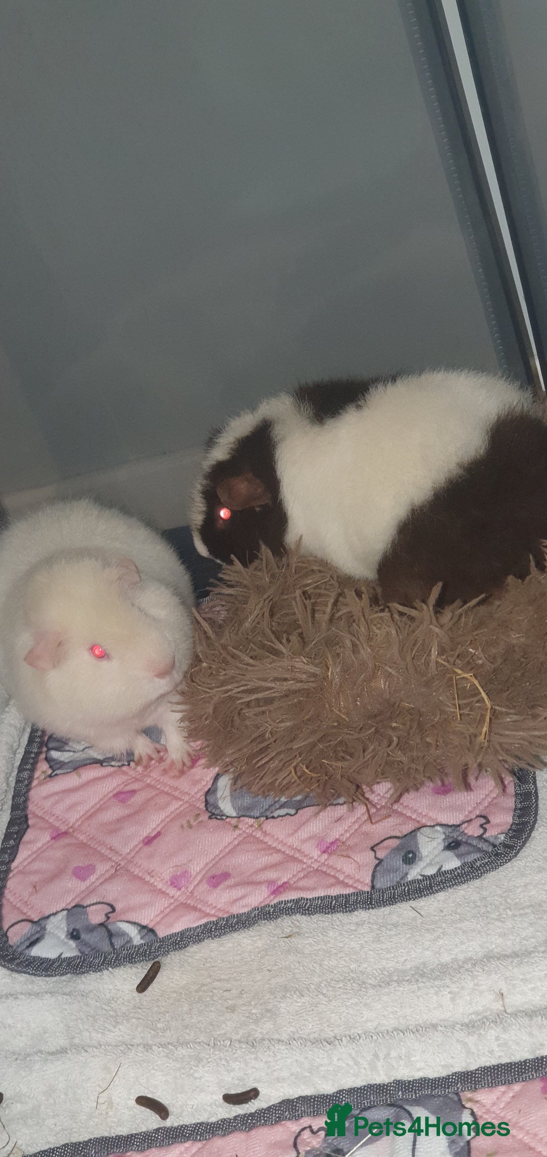 Guinea Pig rodents for sale: 2 friendly female teddy guinea pigs  - Image 3