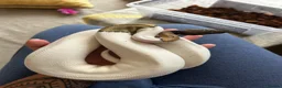 Python Snake reptiles for sale: Pie Ball Python - 2 years old - Advert 4