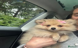Pomeranian dogs for sale: 6 month old female Pomeranian.  - Image 3