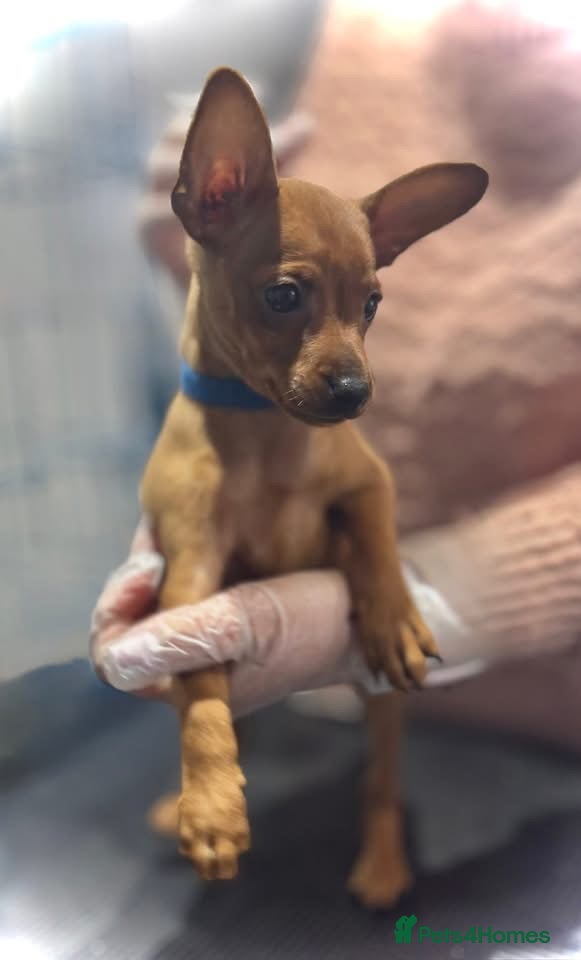 Miniature Pinscher dogs KC Miniature pincher - Advert 8