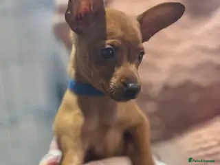 Miniature Pinscher dogs KC Miniature pincher - Advert 8