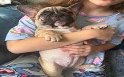 French Bulldog dogs for sale: French bulldog puppy girl - Image 6